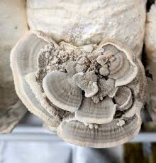 Attēlu rezultāti vaicājumam “Trametes hirsuta”