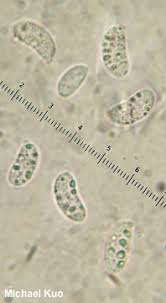 Attēlu rezultāti vaicājumam “Dacrymyces stillatus”