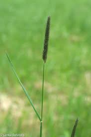 Attēlu rezultāti vaicājumam “Alopecurus pratensis fruit”