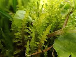 Attēlu rezultāti vaicājumam “Palustriella falcata”