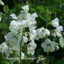 Image result for Polemonium coeruleum album
