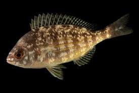 Image result for Spondyliosoma cantharus