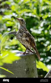 Attēlu rezultāti vaicājumam “Turdus viscivorus juvenile”