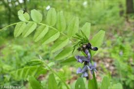 Attēlu rezultāti vaicājumam “Vicia sepium fruit”
