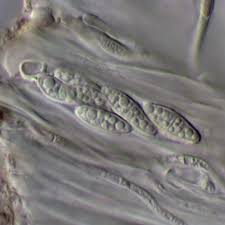 Attēlu rezultāti vaicājumam “Biatora sphaeroides”