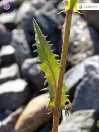 Attēlu rezultāti vaicājumam “Crepis biennis leaf”