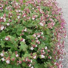 Image result for Storchschnäbel