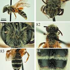 Attēlu rezultāti vaicājumam “Andrena”