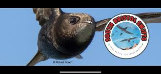 Image result for Bristol Swifts