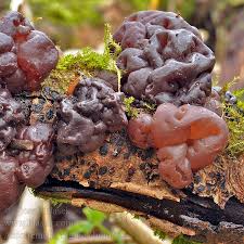 Attēlu rezultāti vaicājumam “Ascotremella faginea”