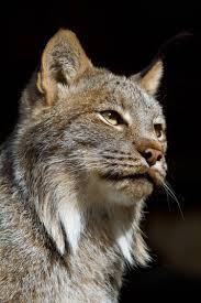 Afbeeldingsresultaat voor lynx