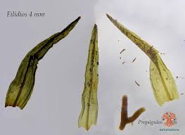 Attēlu rezultāti vaicājumam “Orthotrichum lyellii”