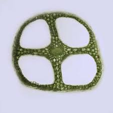 Attēlu rezultāti vaicājumam “Isoetes lacustris leaf”