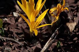 Attēlu rezultāti vaicājumam “Colchicum luteum flower”
