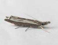 Attēlu rezultāti vaicājumam “Platytes alpinella”