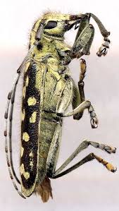 Attēlu rezultāti vaicājumam “Saperda scalaris”