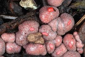 Attēlu rezultāti vaicājumam “Lycogala miserum macro”