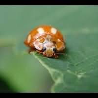 Attēlu rezultāti vaicājumam “Calvia decemguttata larva”