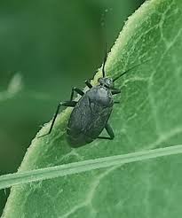 Attēlu rezultāti vaicājumam “Polymerus palustris”