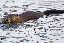 Attēlu rezultāti vaicājumam “Ondatra zibethicus”