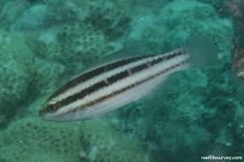 Image result for Scarus zelindae