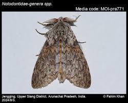 Attēlu rezultāti vaicājumam “Notodontidae”