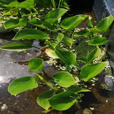 Attēlu rezultāti vaicājumam “Calla palustris leaf”
