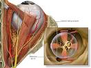 and the <b>abducens nerve</b>