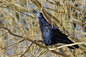 Attēlu rezultāti vaicājumam “Corvus frugilegus”