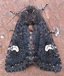 Attēlu rezultāti vaicājumam “Melanchra persicariae”