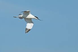 Attēlu rezultāti vaicājumam “Recurvirostra avosetta”