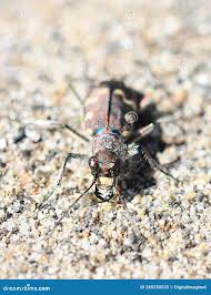 Attēlu rezultāti vaicājumam “Cicindela maritima”