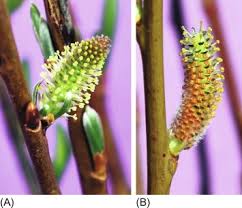 Attēlu rezultāti vaicājumam “Salix daphnoides subsp. acutifolia bud”