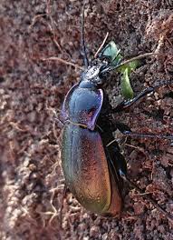 Attēlu rezultāti vaicājumam “Carabus nemoralis”
