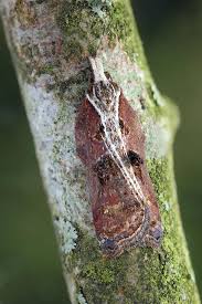 Attēlu rezultāti vaicājumam “Acleris cristana”