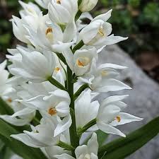 Attēlu rezultāti vaicājumam “Cephalanthera longifolia”