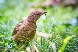 Attēlu rezultāti vaicājumam “Turdus merula juvenile”