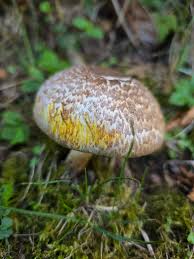 Attēlu rezultāti vaicājumam “Amaurochaete atra young”