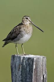 Image result for Gallinago delicata