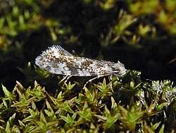 Attēlu rezultāti vaicājumam “Nematopogon sp.”