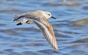 Attēlu rezultāti vaicājumam “Calidris alba adult”