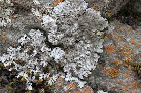 Attēlu rezultāti vaicājumam “Physconia enteroxantha”