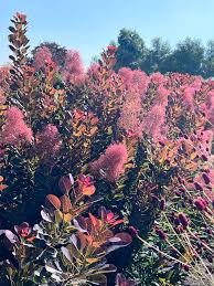 Attēlu rezultāti vaicājumam “Cotinus coggygria flower”