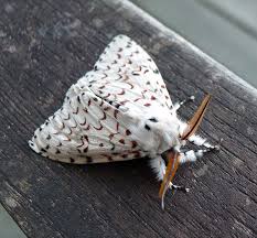 Attēlu rezultāti vaicājumam “Lymantria monacha imago”