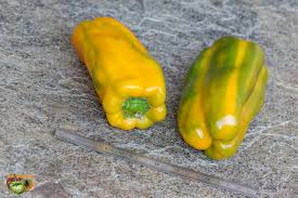 Afbeeldingsresultaat voor aconcagua sweet pepper