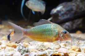 Image result for fish corydoras