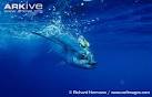 ARKive - Albacore tuna videos, photos and facts - Thunnus alalunga