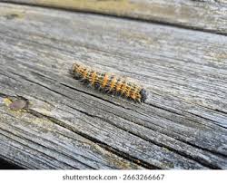 Attēlu rezultāti vaicājumam “Phalera bucephala larva”