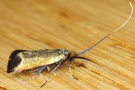 Attēlu rezultāti vaicājumam “Adela cuprella”