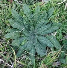 Attēlu rezultāti vaicājumam “Echium vulgare leaf”